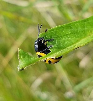 Labidomera clivicollis Milkweed Leaf Beetle) feeding on leaves of Red Milkweed (Asclepias incarnata). Labidomera clivicollis Milkweed Leaf Beetle) feeding on leaves of Red Milkweed (Asclepias incarnata). Asclepias incarnata,Geotagged,Labidomera clivicollis,Milkweed leaf beetle,Red Milkweed,Summer,United States
