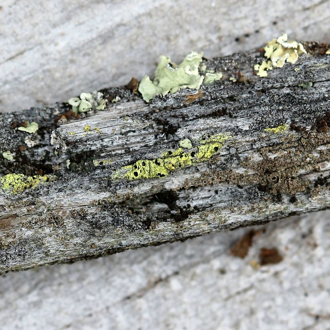Cyphelium tigillare Cyphelium tigillare (Golden Soot Lichen) on a piece of wood from a very old (over 50 years) conifer (pine?) wood utility pole. Southern exposure, sunny for much of the day. Cyphelium tigillare,Geotagged,Golden Soot Lichen,Spring,United States,lichen,yellow lichen