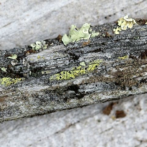 Cyphelium tigillare Cyphelium tigillare (Golden Soot Lichen) on a piece of wood from a very old (over 50 years) conifer (pine?) wood utility pole. Southern exposure, sunny for much of the day. Cyphelium tigillare,Geotagged,Golden Soot Lichen,Spring,United States,lichen,yellow lichen
