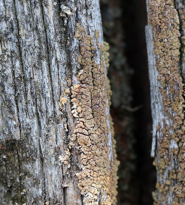 Hypocenomyce scalaris Hypocenomyce scalaris on a very old (over 50 years) conifer (pine?) wood utility pole. Northeastern exposure, sunny for about half of the day. Geotagged,Hypocenomyce scalaris,Spring,United States