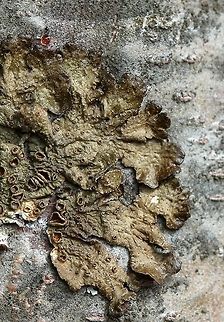 Melanohalea subolivacea Melanohalea subolivacea

Closer view of https://www.jungledragon.com/image/76719/melanohalea_subolivacea.html Geotagged,Melanohalea subolivacea,Spring,United States