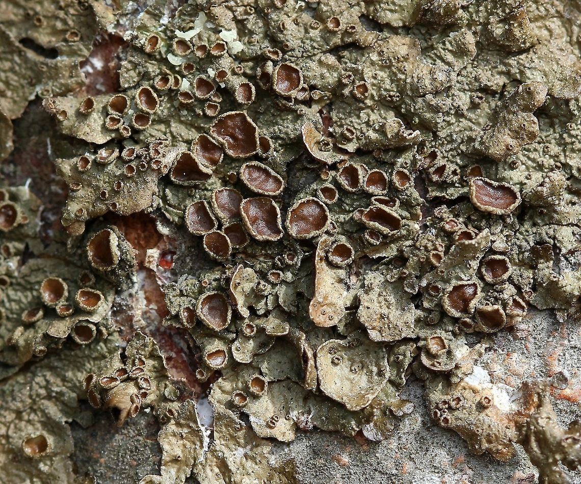 Melanohalea subolivacea Melanohalea subolivacea<br />
<br />
Closer view of <figure class="photo"><a href="https://www.jungledragon.com/image/76719/melanohalea_subolivacea.html" title="Melanohalea subolivacea"><img src="https://s3.amazonaws.com/media.jungledragon.com/images/3383/76719_thumb.JPG?AWSAccessKeyId=05GMT0V3GWVNE7GGM1R2&Expires=1767225610&Signature=m3vvpzLEQjo1a6HylbETbMKppR8%3D" width="200" height="140" alt="Melanohalea subolivacea Melanohalea subolivacea on the trunk of a young White Pine (Pinus strobus) in a sunny field. Geotagged,Melanohalea subolivacea,Spring,United States" /></a></figure> Geotagged,Melanohalea subolivacea,Spring,United States