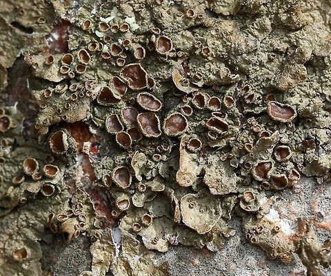 Melanohalea subolivacea Melanohalea subolivacea

Closer view of https://www.jungledragon.com/image/76719/melanohalea_subolivacea.html Geotagged,Melanohalea subolivacea,Spring,United States