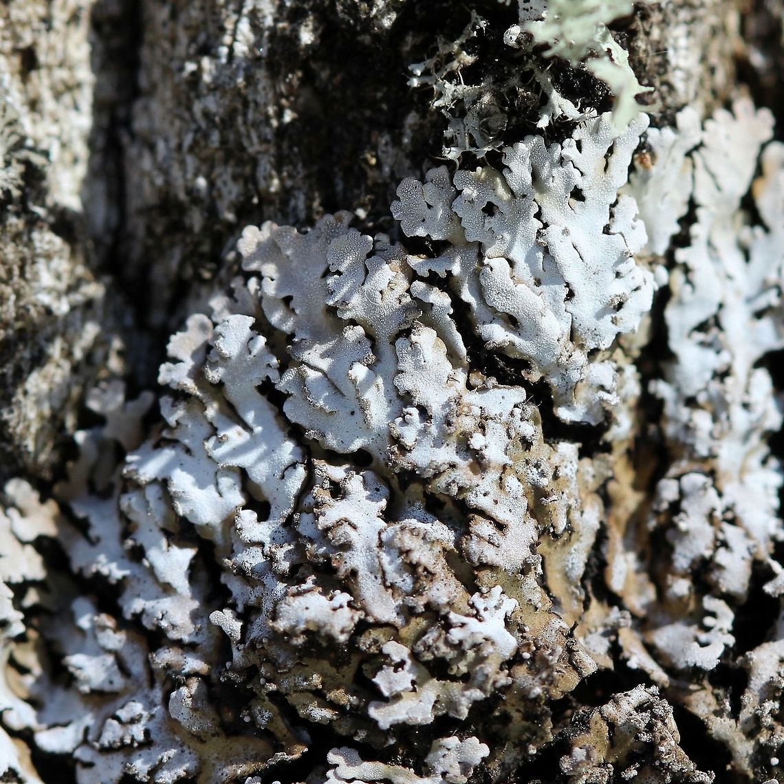 Physconia detersa Physconia detersa (Bottlebrush Frost Lichen). The soredia are not yellowish or yellowish-green as in Physconia enteroxantha. Growing on the trunk of a Balsam Poplar (Populus balsamifera) at the edge of the woods, southwestern exposure, sunny for at least half the day. Bottlebrush Frost Lichen,Geotagged,Physconia,Physconia detersa,Spring,United States
