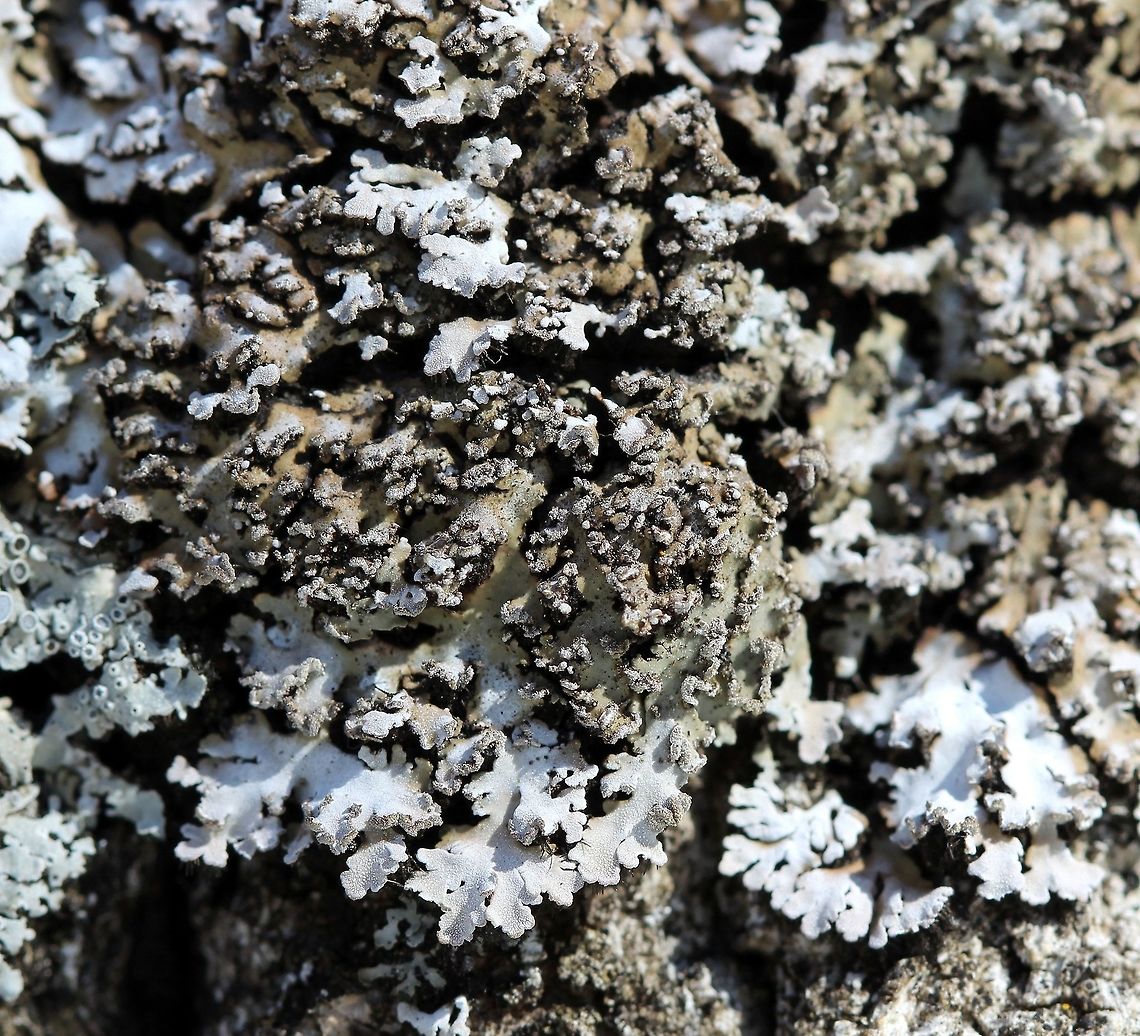 Physconia detersa Physconia detersa (Bottlebrush Frost Lichen). The soredia are not yellowish or yellowish-green as in Physconia enteroxantha. Growing on the trunk of a Balsam Poplar (Populus balsamifera) at the edge of the woods, southwestern exposure, sunny for at least half the day.<br />
<br />
Another view of this one: <figure class="photo"><a href="https://www.jungledragon.com/image/76854/physconia_detersa.html" title="Physconia detersa"><img src="https://s3.amazonaws.com/media.jungledragon.com/images/3383/76854_thumb.JPG?AWSAccessKeyId=05GMT0V3GWVNE7GGM1R2&Expires=1767225610&Signature=F4DMkjC1zr1OwjgYOgUsJAojgTY%3D" width="200" height="200" alt="Physconia detersa Physconia detersa (Bottlebrush Frost Lichen). The soredia are not yellowish or yellowish-green as in Physconia enteroxantha. Growing on the trunk of a Balsam Poplar (Populus balsamifera) at the edge of the woods, southwestern exposure, sunny for at least half the day. Bottlebrush Frost Lichen,Geotagged,Physconia,Physconia detersa,Spring,United States" /></a></figure> Bottlebrush Frost Lichen,Geotagged,Physconia,Physconia detersa,Spring,United States