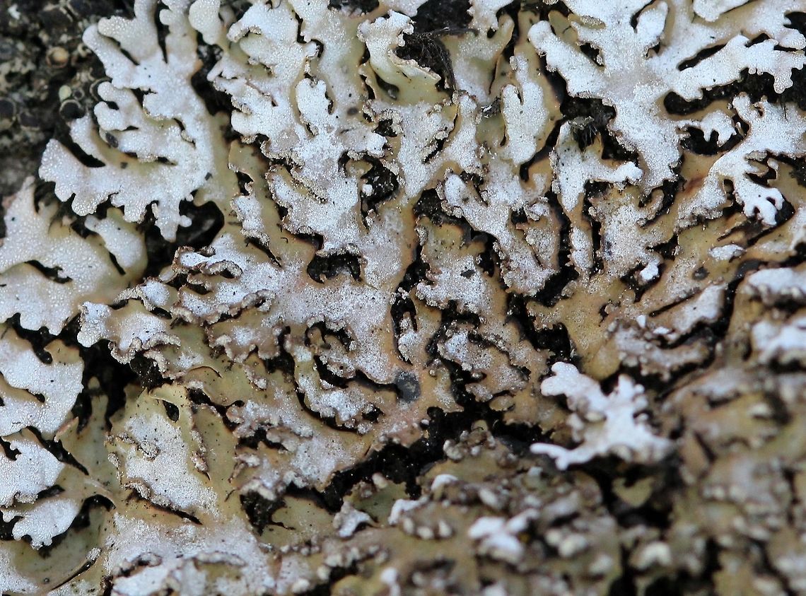 Physconia detersa Physconia detersa (Bottlebrush Frost Lichen). The soredia are not yellowish or yellowish-green as in Physconia enteroxantha. Growing on the trunk of a Balsam Poplar (Populus balsamifera) at the edge of the woods, southwestern exposure, sunny for at least half the day.<br />
<br />
Another view of this one: <figure class="photo"><a href="https://www.jungledragon.com/image/76857/physconia_detersa.html" title="Physconia detersa"><img src="https://s3.amazonaws.com/media.jungledragon.com/images/3383/76857_thumb.JPG?AWSAccessKeyId=05GMT0V3GWVNE7GGM1R2&Expires=1767225610&Signature=dIjexky4TJjH4gdmudB8ZWVagNs%3D" width="200" height="176" alt="Physconia detersa Physconia detersa (Bottlebrush Frost Lichen). The soredia are not yellowish or yellowish-green as in Physconia enteroxantha. Growing on the trunk of a Balsam Poplar (Populus balsamifera) at the edge of the woods, southwestern exposure, sunny for at least half the day. Bottlebrush Frost Lichen,Geotagged,Physconia,Physconia detersa,Spring,United States" /></a></figure> Bottlebrush Frost Lichen,Geotagged,Physconia,Physconia detersa,Spring,United States
