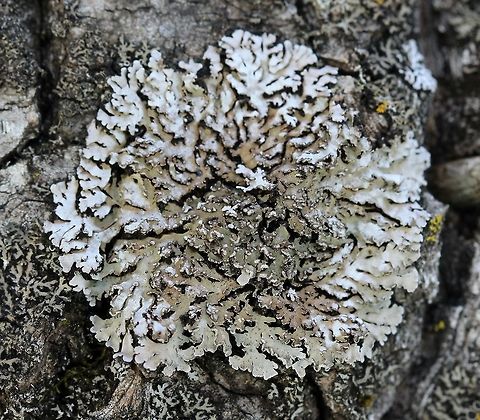 Physconia detersa Physconia detersa (Bottlebrush Frost Lichen). The soredia are not yellowish or yellowish-green as in Physconia enteroxantha. Growing on the trunk of a Balsam Poplar (Populus balsamifera) at the edge of the woods, southwestern exposure, sunny for at least half the day. Bottlebrush Frost Lichen,Geotagged,Physconia,Physconia detersa,Spring,United States