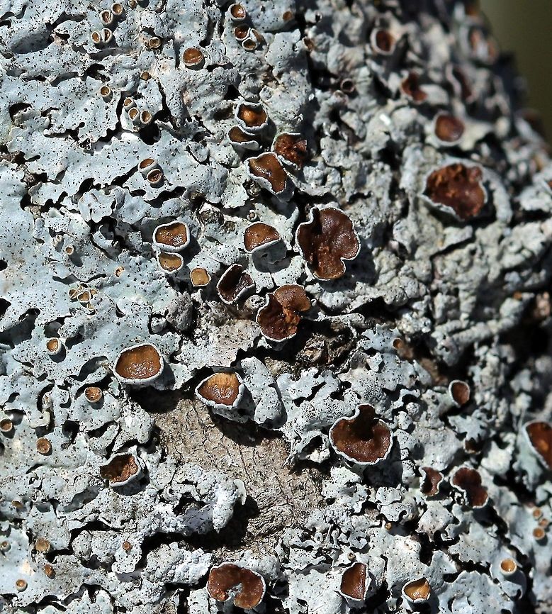 Myelochroa galbina Myelochroa galbina on Tag Alder (Alnus rugosa) in a sunny shrub carr/sedge meadow.<br />
<br />
Closer view of: <figure class="photo"><a href="https://www.jungledragon.com/image/76859/myelochroa_galbina.html" title="Myelochroa galbina"><img src="https://s3.amazonaws.com/media.jungledragon.com/images/3383/76859_thumb.JPG?AWSAccessKeyId=05GMT0V3GWVNE7GGM1R2&Expires=1769040010&Signature=BqaaGLyd5Z0rh%2F867z%2Bg7ZA4j%2FI%3D" width="200" height="186" alt="Myelochroa galbina Myelochroa galbina on Tag Alder (Alnus rugosa) in a sunny shrub carr/sedge meadow. Alnus rugosa,Geotagged,Myelochroa galbina,Spring,Tag Alder,United States,lichen,shrub carr" /></a></figure> Alnus rugosa,Geotagged,Myelochroa galbina,Spring,Tag Alder,United States,lichen,shrub carr