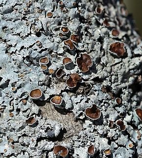 Myelochroa galbina Myelochroa galbina on Tag Alder (Alnus rugosa) in a sunny shrub carr/sedge meadow.

Closer view of: https://www.jungledragon.com/image/76859/myelochroa_galbina.html Alnus rugosa,Geotagged,Myelochroa galbina,Spring,Tag Alder,United States,lichen,shrub carr