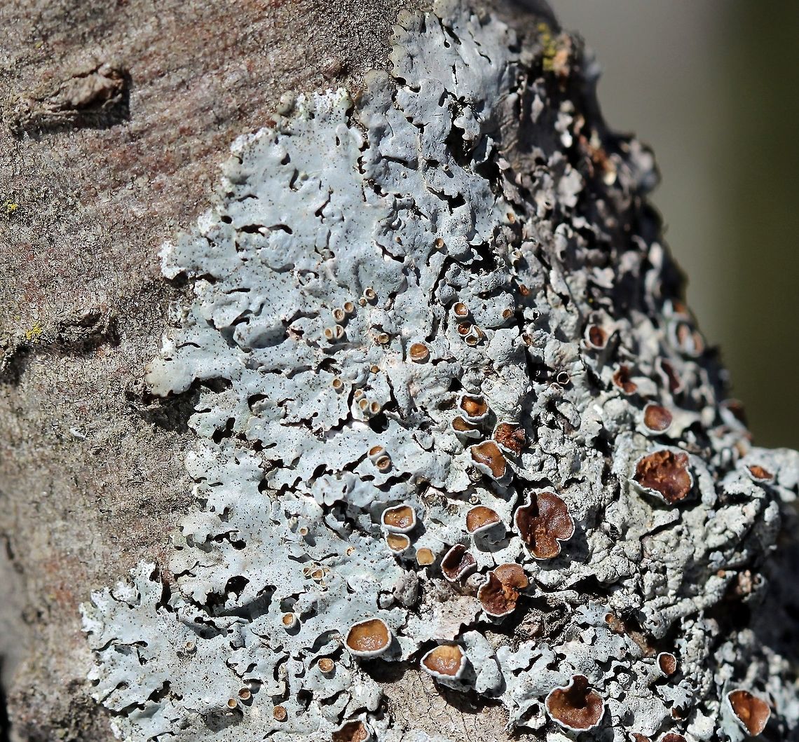Myelochroa galbina Myelochroa galbina on Tag Alder (Alnus rugosa) in a sunny shrub carr/sedge meadow. Alnus rugosa,Geotagged,Myelochroa galbina,Spring,Tag Alder,United States,lichen,shrub carr