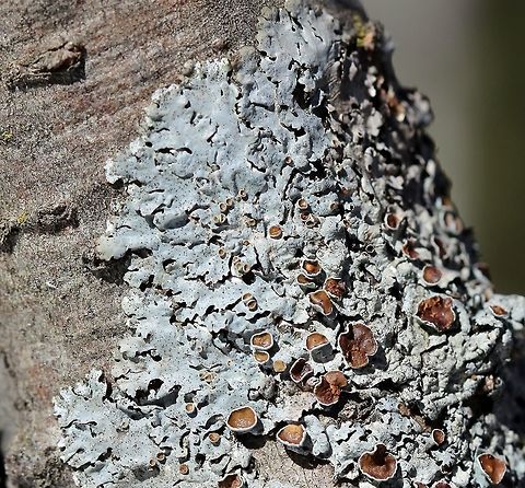 Myelochroa galbina Myelochroa galbina on Tag Alder (Alnus rugosa) in a sunny shrub carr/sedge meadow. Alnus rugosa,Geotagged,Myelochroa galbina,Spring,Tag Alder,United States,lichen,shrub carr