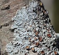 Myelochroa galbina Myelochroa galbina on Tag Alder (Alnus rugosa) in a sunny shrub carr/sedge meadow. Alnus rugosa,Geotagged,Myelochroa galbina,Spring,Tag Alder,United States,lichen,shrub carr