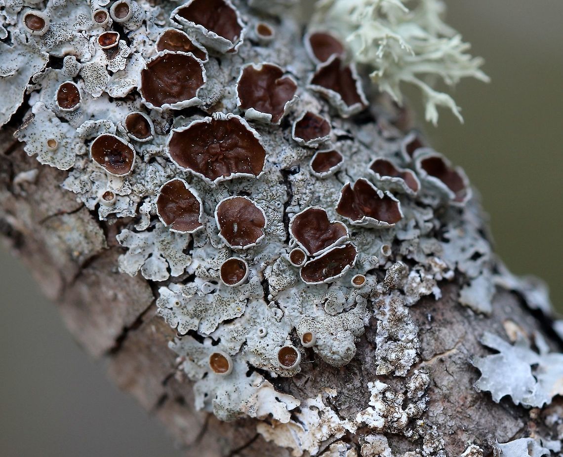 Myelochroa galbina Myelochroa galbina on a small branch of a Green Ash (Fraxinus pennsylvanicus) in an open woods. Fraxinus pennsylvanicus,Geotagged,Green Ash,Myelochroa galbina,Spring,United States,lichen
