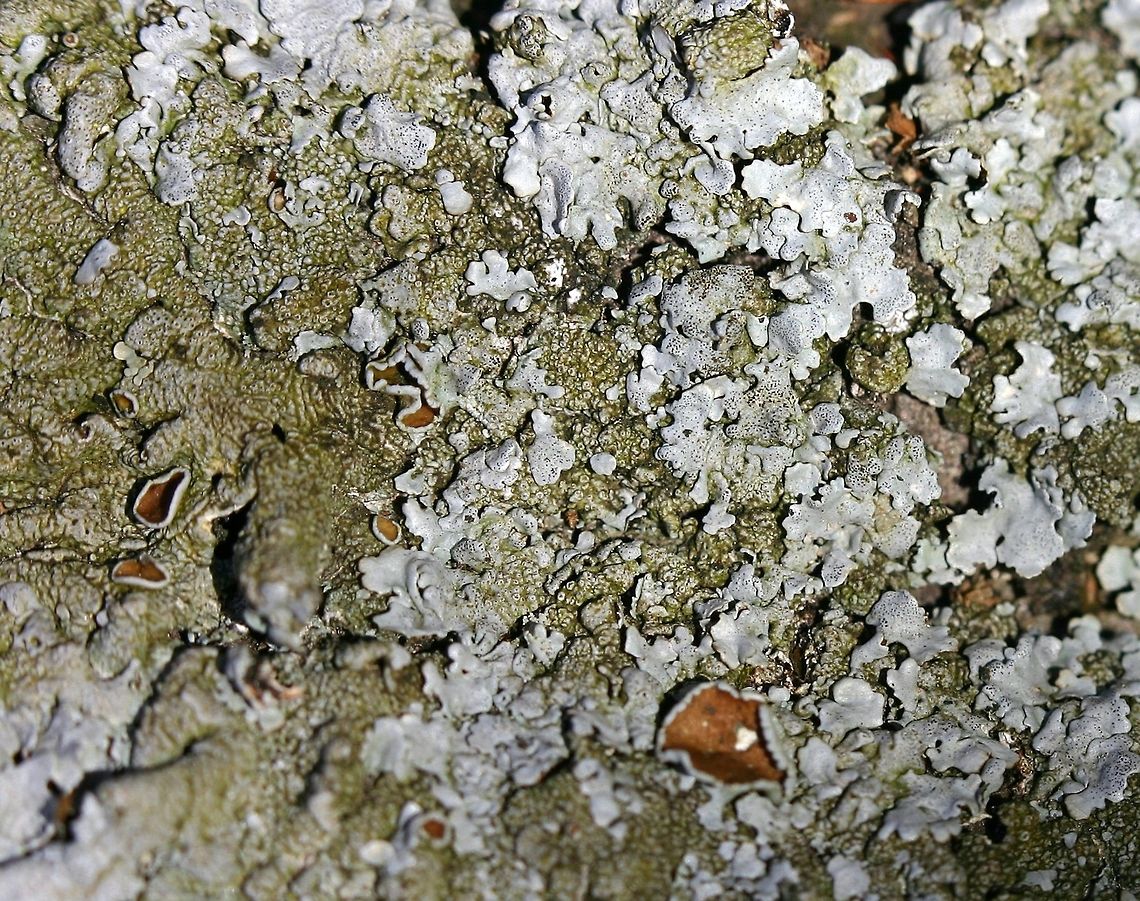 Myelochroa galbina Myelochroa galbina growing on the base of a Tag Alder (Alnus rugosa) trunk in a shrub carr/sedge meadow. Alnus rugosa,Geotagged,Myelochroa galbina,Spring,United States,lichen,shrub carr,tag alder