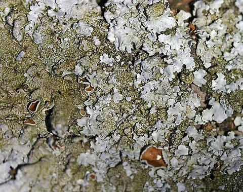Myelochroa galbina Myelochroa galbina growing on the base of a Tag Alder (Alnus rugosa) trunk in a shrub carr/sedge meadow. Alnus rugosa,Geotagged,Myelochroa galbina,Spring,United States,lichen,shrub carr,tag alder