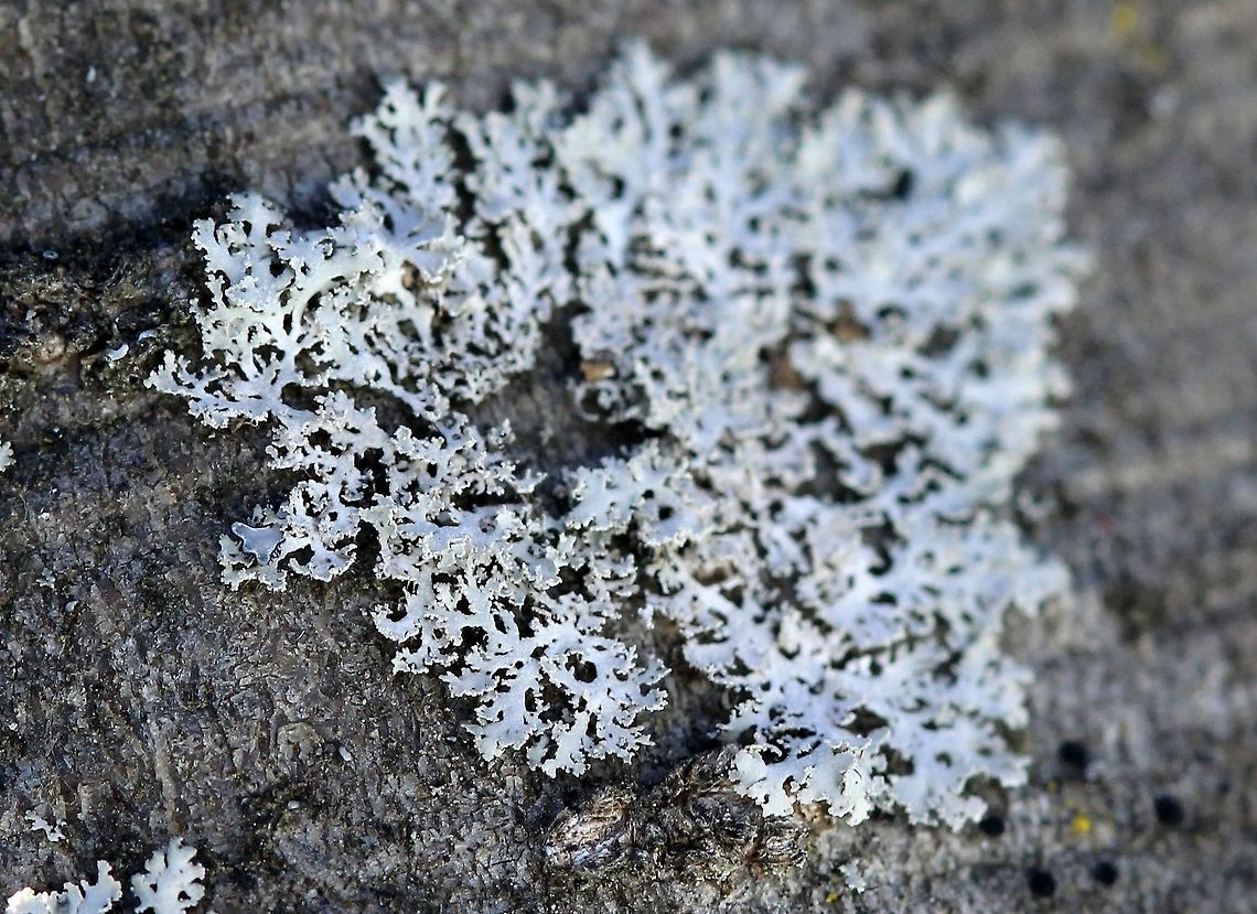 A Physcia species A Physcia species on a Tag Alder (Alnus rugosa) branch in a sunny shrub carr/sedge meadow. I'm calling this Physcia millegrana for now even though it has no apothecia (nor do the several others like it that I found in the immediate area) which are supposed to be common on this species but it does key out to Physcia millegrana using Wetmore's key. Another problem is the loose arrangement of the lobes which do not fit well with descriptions of Physcia millegrana. Alnus rugosa,Geotagged,Physcia,Physcia millegrana,Rosette Lichen,Spring,United States,lichen,shrub carr,tag alder