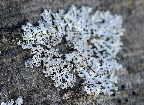 A Physcia species A Physcia species on a Tag Alder (Alnus rugosa) branch in a sunny shrub carr/sedge meadow. I'm calling this Physcia millegrana for now even though it has no apothecia (nor do the several others like it that I found in the immediate area) which are supposed to be common on this species but it does key out to Physcia millegrana using Wetmore's key. Another problem is the loose arrangement of the lobes which do not fit well with descriptions of Physcia millegrana. Alnus rugosa,Geotagged,Physcia,Physcia millegrana,Rosette Lichen,Spring,United States,lichen,shrub carr,tag alder