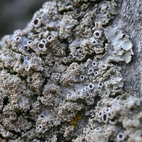 Physcia millegrana Physcia millegrana (Granular Rosette Lichen) on an upturned and decorticated root of Balsam Fir (Abies balsamea). Geotagged,Granular Rosette Lichen,Physcia,Physcia millegrana,Rosette Lichen,Spring,United States,lichen