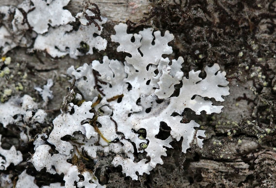 Myelochroa aurulenta Myelochroa aurulenta on Yellow Birch (Betula allegheniensis). Geotagged,Myelochroa aurulenta,Spring,United States,lichens