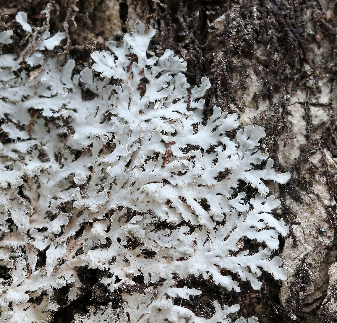 Heterodermia speciosa Heterodermia speciosa on Black Ash (Fraxinus nigra). Geotagged,Heterodermia speciosa,Spring,United States