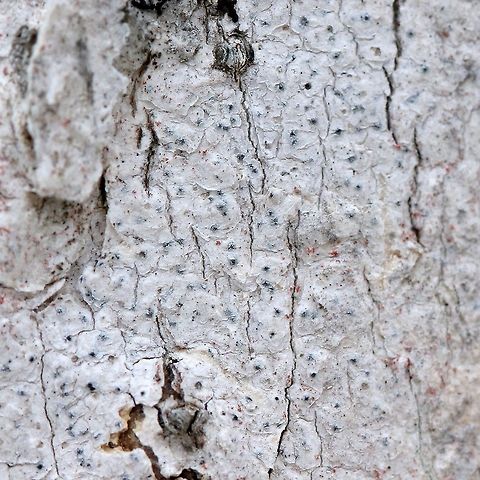 A Lichen A lichen, possibly in the Stictidaceae, growing on the trunk of a Black Ash (Fraxinus nigra) in a swamp. Most of the perithecia are still emerging but the few that have (one has emerged in the right) and resemble those in photos of Stictis and Julella but these are not the only genera possible. Red flecks are probably Trentepohlia, an alga. Fraxinus nigra,Geotagged,Spring,United States,black ash,crustose lichen,lichen