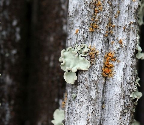 An unidentified squamulose lichen An unidentified squamulose lichen on an old (more than 50 years) utility pole (some species of pine). Southern exposure, sunny for a good part of the day. Individual squamules of the thallus are 1 to 2 mm wide and 3 mm long. Squamules tend to form masses. Upper surface pale green and smooth, soralia lip-shaped, the soredia pale, coarsely granular. Lower surface dark brown and without rhizines. Geotagged,Spring,United States,lichen,squamulose lichen
