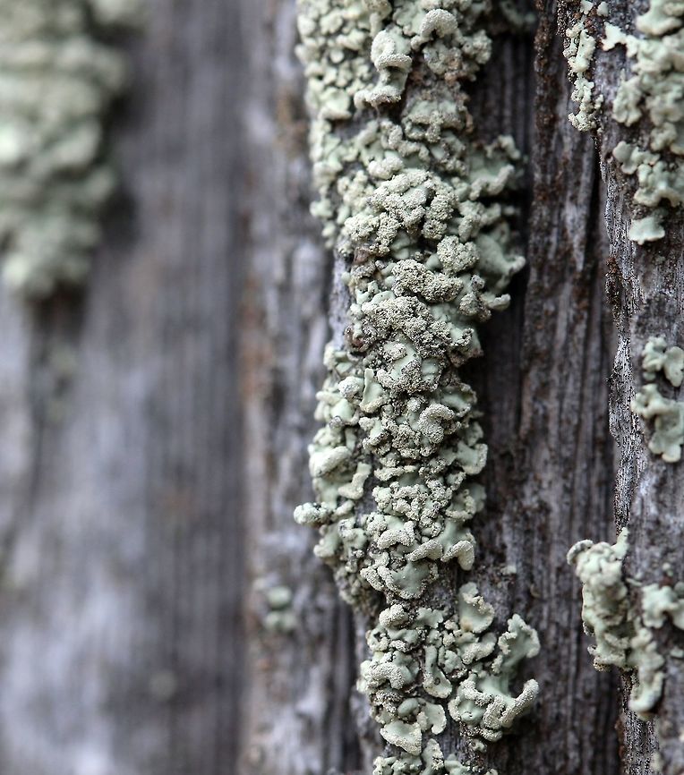 An unidentified squamulose lichen An unidentified squamulose lichen on an old (more than 50 years) utility pole (some species of pine). Southern exposure, sunny for a good part of the day. Individual squamules of the thallus are 1 to 2 mm wide and 3 mm long. Squamules tend to form masses. Upper surface pale green and smooth, soralia lip-shaped, the soredia pale, coarsely granular. Lower surface dark brown and without rhizines. Geotagged,Spring,United States,lichen,squamulose lichen