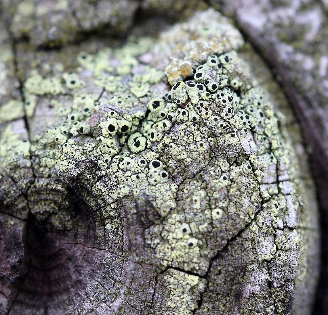 Cyphelium tigillare Cyphelium tigillare (Golden Soot Lichen) on a piece of wood from a very old (over 50 years) conifer (pine?) wood utility pole. Northern exposure, indirect sun for much of the day. Cyphelium tigillare,Geotagged,Golden Soot Lichen,Spring,United States,lichen,yellow lichen