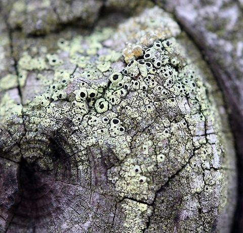 Cyphelium tigillare Cyphelium tigillare (Golden Soot Lichen) on a piece of wood from a very old (over 50 years) conifer (pine?) wood utility pole. Northern exposure, indirect sun for much of the day. Cyphelium tigillare,Geotagged,Golden Soot Lichen,Spring,United States,lichen,yellow lichen