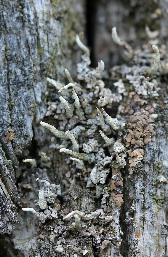 Possibly Cladonia cornuta A Cladonia species with small brown tips on the podetia. Thallus consists of small, gray shell-shaped squamules. On the north side of an old (over 50 years) conifer (pine?) wood utility pole. Possibly Cladonia cornuta (see: <a href="http://www.lichens.lastdragon.org/Cladonia_cornuta.html)" rel="nofollow">http://www.lichens.lastdragon.org/Cladonia_cornuta.html)</a>. Growing with Hypocenomyce scalaris. Bighorn Lichen,Cladonia,Cladonia cornuta,Geotagged,Hypocenomyce scalaris,Spring,United States,gray lichen,lichen,podetia