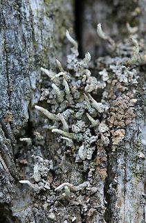 Possibly Cladonia cornuta A Cladonia species with small brown tips on the podetia. Thallus consists of small, gray shell-shaped squamules. On the north side of an old (over 50 years) conifer (pine?) wood utility pole. Possibly Cladonia cornuta (see: http://www.lichens.lastdragon.org/Cladonia_cornuta.html). Growing with Hypocenomyce scalaris. Bighorn Lichen,Cladonia,Cladonia cornuta,Geotagged,Hypocenomyce scalaris,Spring,United States,gray lichen,lichen,podetia
