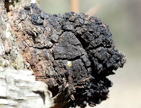 Inonotus obliquus Inonotus obliquus growing from the trunk of a Paper Birch (Betula papyrifera). Chaga mushroom,Geotagged,Inonotus obliquus,Spring,United States
