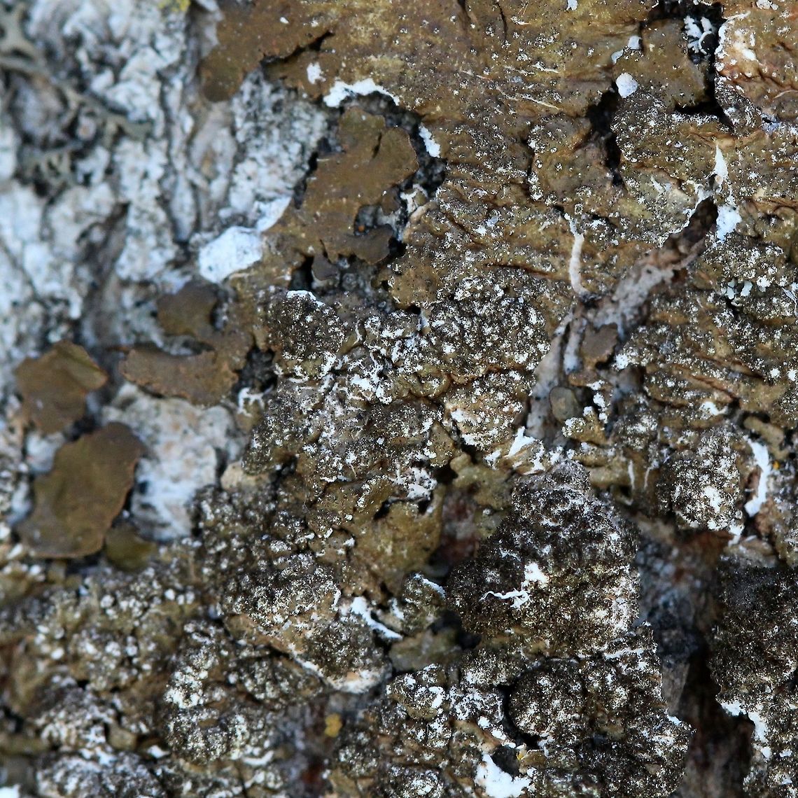 Melanelixia subaurifera Melanelixia subaurifera on the north side of a large Quaking Aspen (Populus tremuloides) at the edge of the forest. Geotagged,Melanelixia subaurifera,Spring,United States