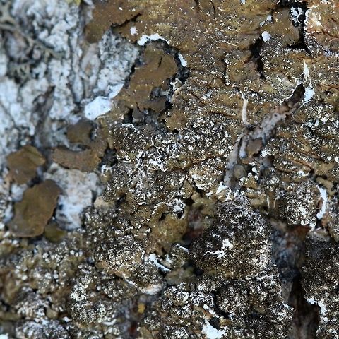 Melanelixia subaurifera Melanelixia subaurifera on the north side of a large Quaking Aspen (Populus tremuloides) at the edge of the forest. Geotagged,Melanelixia subaurifera,Spring,United States