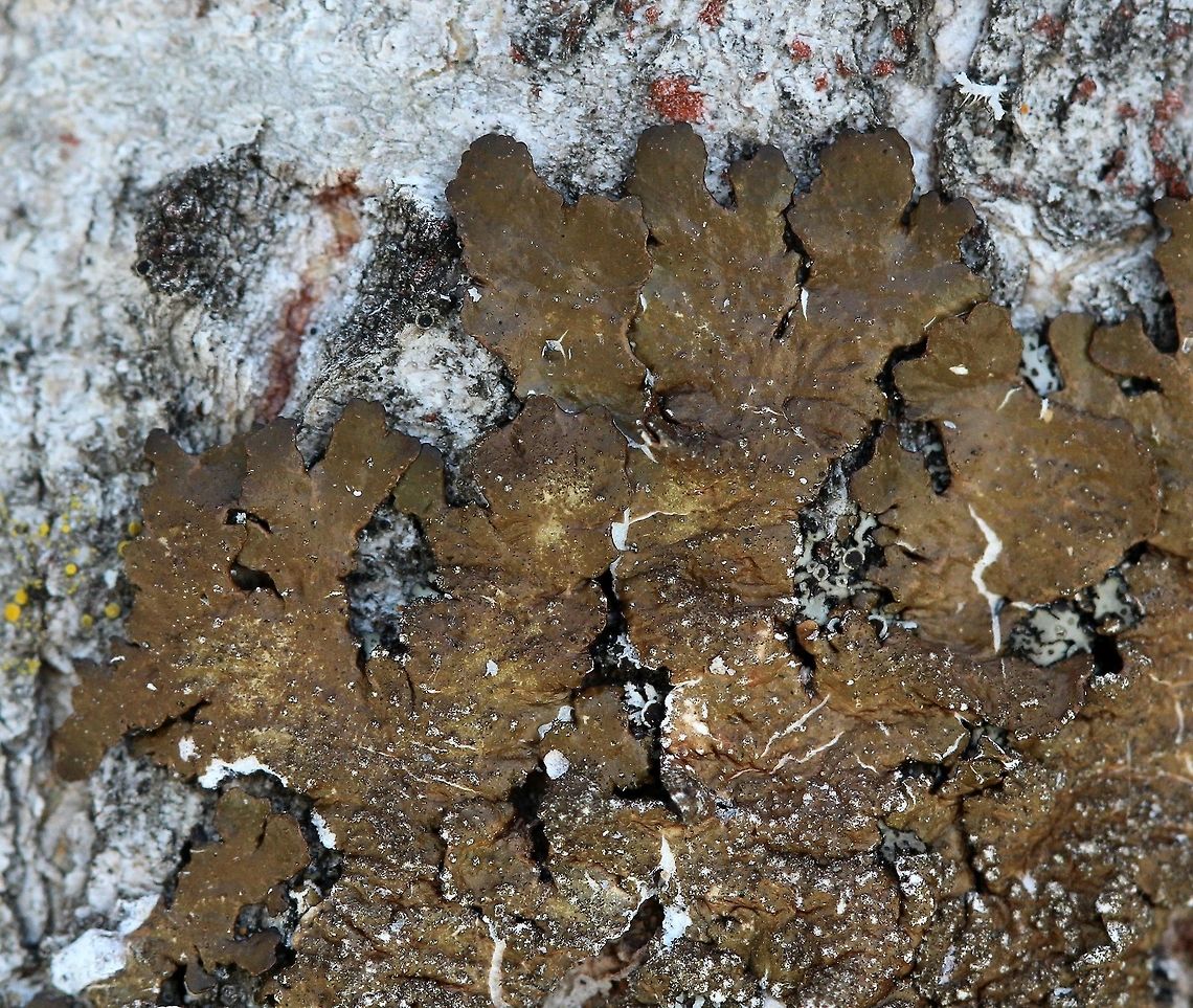 Melanelixia subaurifera Melanelixia subaurifera on the north side of a large Quaking Aspen (Populus tremuloides) at the edge of the forest. Geotagged,Melanelixia subaurifera,Spring,United States