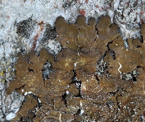 Melanelixia subaurifera Melanelixia subaurifera on the north side of a large Quaking Aspen (Populus tremuloides) at the edge of the forest. Geotagged,Melanelixia subaurifera,Spring,United States