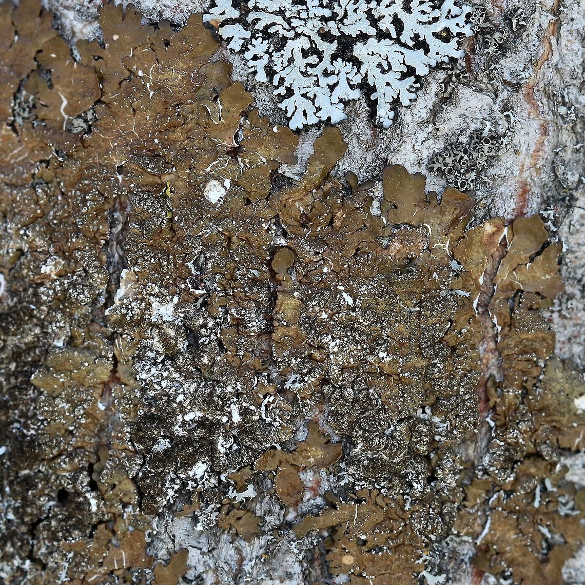 Melanelixia subaurifera Melanelixia subaurifera on the north side of a large Quaking Aspen (Populus tremuloides) at the edge of the forest. Geotagged,Melanelixia subaurifera,Spring,United States