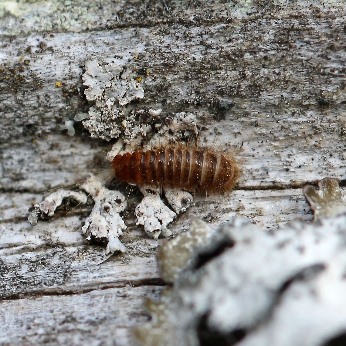 Dermestidae larva Dermestidae larva that was inside a bird nesting box. Carpet Beetles,Dermestidae,Geotagged,Spring,United States,beetle larva,insect,insect larva