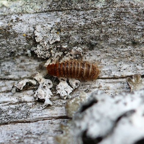 Dermestidae larva Dermestidae larva that was inside a bird nesting box. Carpet Beetles,Dermestidae,Geotagged,Spring,United States,beetle larva,insect,insect larva