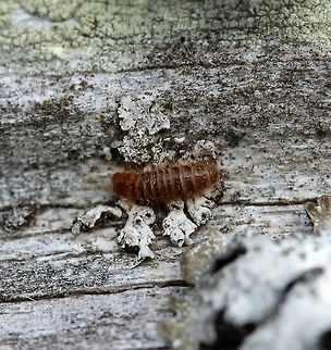 Dermestidae larva Dermestidae larva that was inside a bird nesting box. Carpet Beetles,Dermestidae,Geotagged,Spring,United States,beetle larva,insect,insect larva