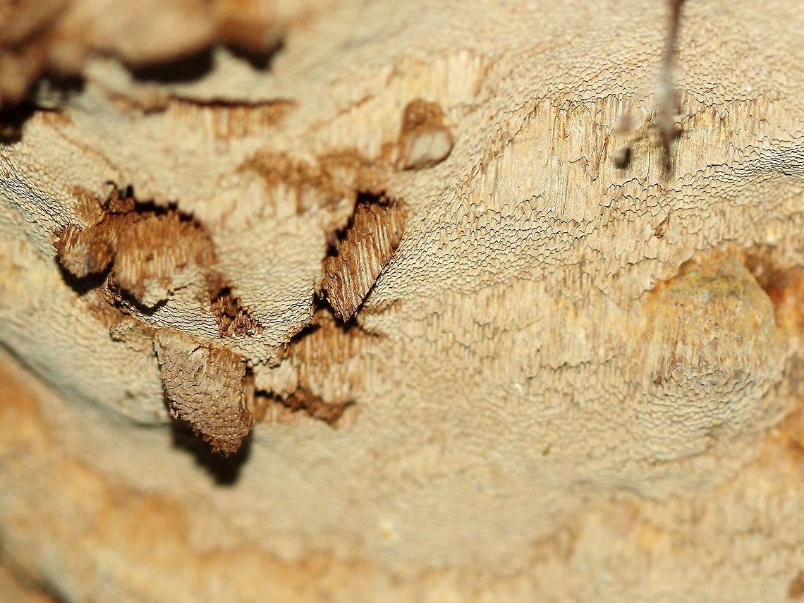 Porodaedalea pini Porodaedalea pini on Tamarack (Larix laricina). Geotagged,Porodaedalea pini,Red-ring Rot,Spring,United States
