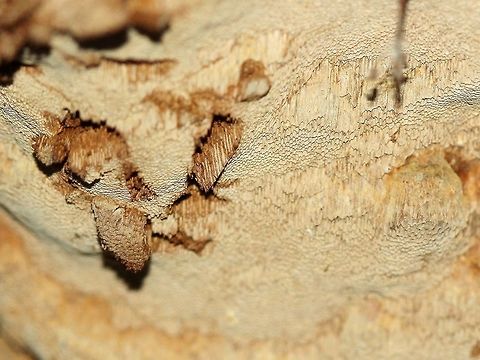 Porodaedalea pini Porodaedalea pini on Tamarack (Larix laricina). Geotagged,Porodaedalea pini,Red-ring Rot,Spring,United States