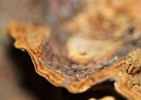 Porodaedalea pini Porodaedalea pini on Tamarack (Larix laricina). Geotagged,Porodaedalea pini,Red-ring Rot,Spring,United States