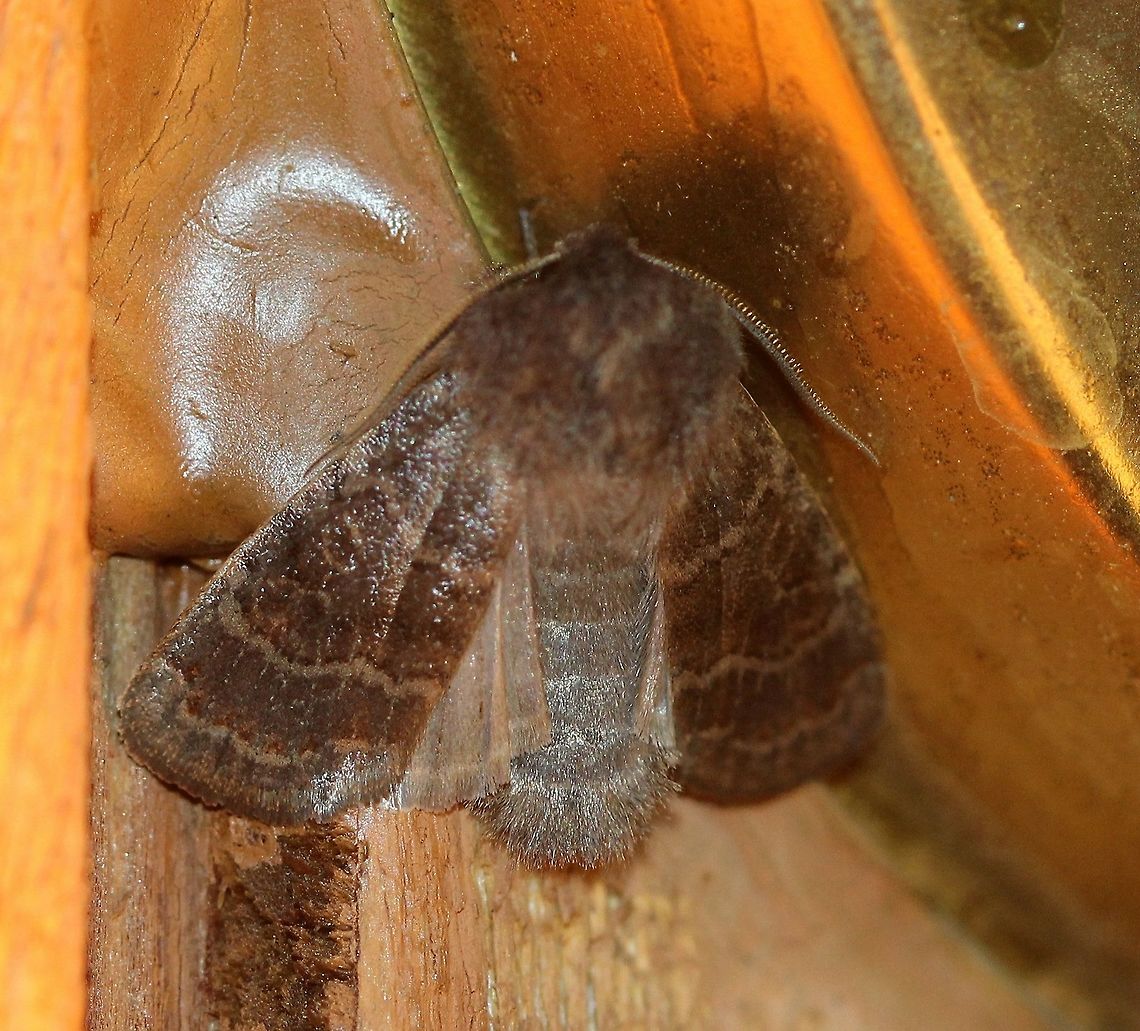 Homoglaea hircina Homoglaea hircina (Goat Sallow Moth), second moth of the season here in the cold north. The temperature last night was around 35 to 40 degrees F. Attracted to the porch light. This species&#039; flight period is from March to May and from September to November. Geotagged,Goat Sallow,Homoglaea hircina,Spring,United States,brown moth,early spring moth,insect,moth