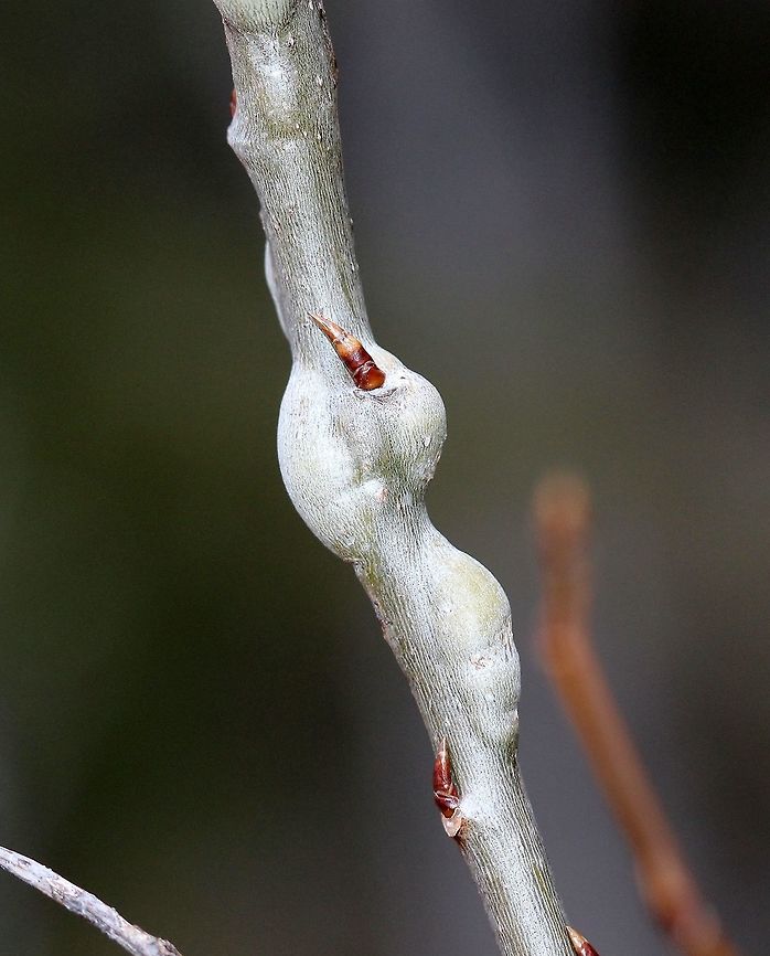 Galls produced by Hexomyza schineri Galls on Quaking Aspen (Populus tremuloides) twig produced by Hexomyza schineri Euhexomyza schineri,Geotagged,Hexomyza schineri,Poplar Twiggall Fly,Spring,United States,galls