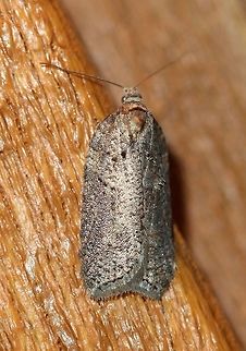 An Acleris species An Acleris or Agonopterix (?) species, third moth of the season here in the cold north. The temperature last night was around 35 to 40 degrees F. Attracted to the porch light. Acleris,Agonopterix,Geotagged,Spring,United States,early spring moth,moth