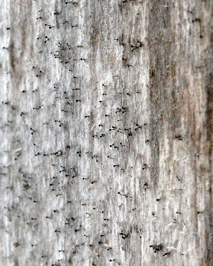 Whisker Lichens Whisker Lichens (possibly Calicium abietinum) growing on the southwest side of a bird nest box. The substrate is weathered Red Cedar (Juniperus virginiana). The nest box was put up about 10 years ago at the edge of the forest and is partially shaded. Caliciaceae,Calicium abietinum,Geotagged,Spring,United States,lichens,stickpin lichens,whisker lichens