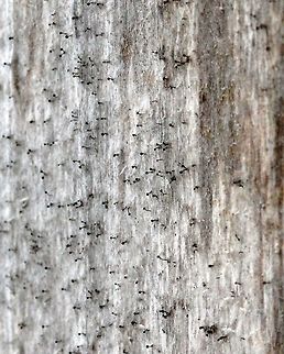 Whisker Lichens Whisker Lichens (possibly Calicium abietinum) growing on the southwest side of a bird nest box. The substrate is weathered Red Cedar (Juniperus virginiana). The nest box was put up about 10 years ago at the edge of the forest and is partially shaded. Caliciaceae,Calicium abietinum,Geotagged,Spring,United States,lichens,stickpin lichens,whisker lichens