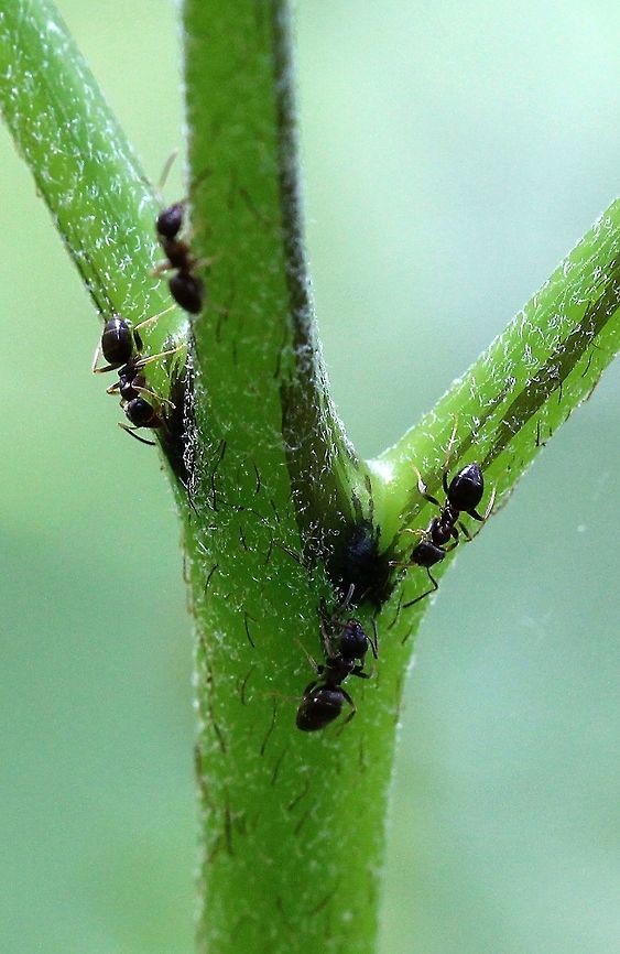 Ants at nectaries on Bracken Fern Ants (genus uncertain) at nectaries on Bracken Fern. The nectaries (better named as foliar- rather than extra-floral as ferns do not have flowers) are the small dark patches on the leaf stem.<br />
<br />
"Bracken extrafloral nectaries secrete sugars and amino acids at low and variable rates. Nectar production increased rapidly to a peak in mid-June, then declined slowly to zero in late August. Seasonal patterns of ant activity on bracken fronds usually mirrored nectar availability." From J. H. Lawton and P. A. Heads (1984). Bracken, Ants and Extrafloral Nectaries. I. the Components of the System in Journal of Animal Ecology 53(3):995.<br />
<br />
It has been speculated that the ant-bracken association is one of mutual benefit to both species but various studies over the years have shown that bracken-adapted insects are not seriously affected by the ants and have developed strategies to minimize being killed by the ants. Ants,Bracken Fern,Eastern Bracken Fern,Geotagged,Pteridium aquilinum var. latiusculum,Spring,United States,nectar,nectar eater,nectaries