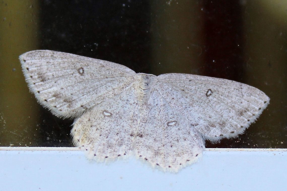 Cyclophora pendulinaria Cyclophora pendulinaria (Sweetfern Geometer). Although called Sweetfern (Comptonia peregrina) Geometer Moth the larvae also feed on alder, beech, blueberry, and snakeroot. Comptonia peregrina,Cyclophora pendulinaria,Geotagged,Spring,United States,moth,sweetfern geometer